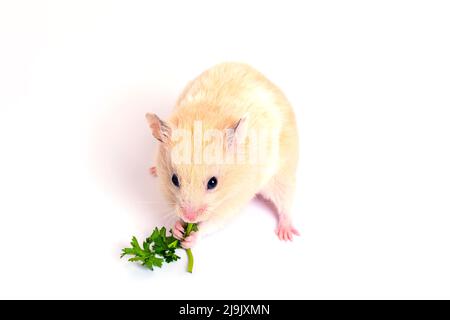 Niedliche flauschige Hamster essen grünes Blatt. Isoliert auf weißem Hintergrund, Nahaufnahme. Stockfoto