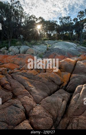 Flechten-bedeckter Granitfelsen an der Küste der Coles Bay an der Ostküste Tasmaniens in Australien. Stockfoto