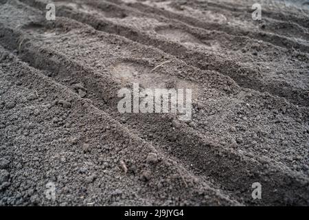 Gartenbett mit leeren Reihen für die Pflanzung vorbereitet Stockfoto