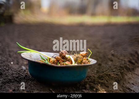 Eine Schüssel mit Zwiebeln, die für das Pflanzen im Frühling im Boden vorbereitet wird Stockfoto