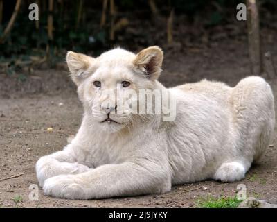 Nahaufnahme eines seltenen weißen Löwenjungen (Panthera leo), das auf dem Boden liegt Stockfoto