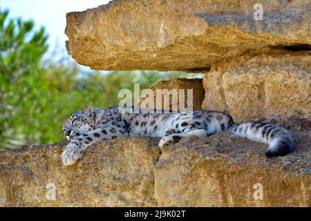 Schneeleopard (Panthera uncia), auch bekannt als Unze, liegt auf Felsen Stockfoto