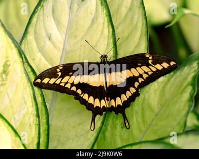 König Schwalbenschwanzschmetterling (Papilio thoas) auf Blatt Stockfoto