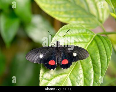 Nahaufnahme von Parides arcas auf Blatt von oben gesehen Stockfoto