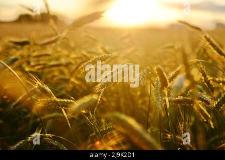 Die alarmierenden Auswirkungen der globalen Nahrungsmittelkrise 2022 Stockfoto