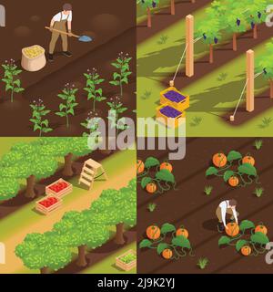 Erntekonzept 4 isometrische Zusammensetzung mit Landarbeitern beim Graben von Kartoffeln Picking Traube sammeln Kürbisse Vektor-Illustration Stock Vektor