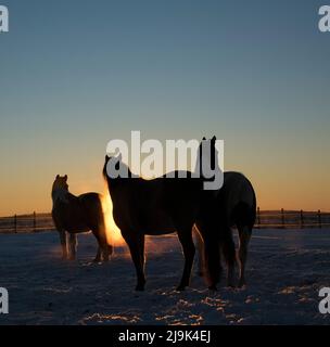 Silhouettierte Pferde auf verschneiten ländlichen Winterweiden bei Sonnenuntergang Stockfoto
