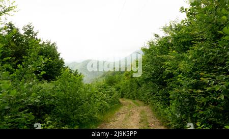 Wilder Pfad in den Bergen zwischen grünen Büschen mit Berggipfeln und Nebel im Hintergrund. Sotschi, Lazarevskoje. Stockfoto