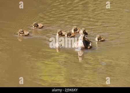 Ente(n) Strawberry Hill Pond Epping Forest Essex Stockfoto