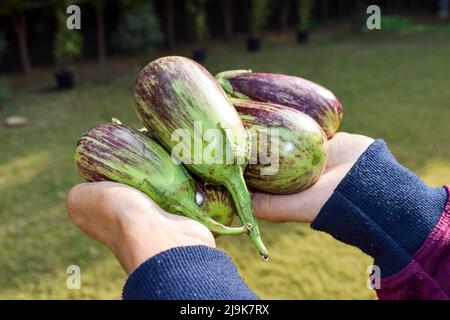 Lila und grün gestreifte dua-farbige Brinjals im Korb. Auberginen- oder Auberginen-Gemüse aus dem südasiatischen Indien Gujarat. Brinjalgemüse bei Weibchen Stockfoto