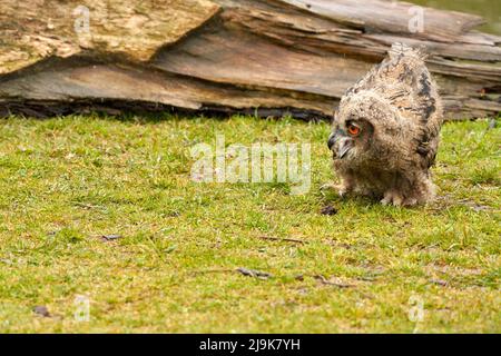 Die wilde Eurasische Adlereule läuft draußen vor einem Baumstamm im Regen. Rotaugen, sechs Wochen alter Greifvögel. Regnerisch, regnerisch regnerisch. Stockfoto