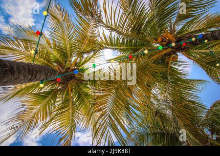 Kokospalmen mit bunten Partylichtern. Stockfoto