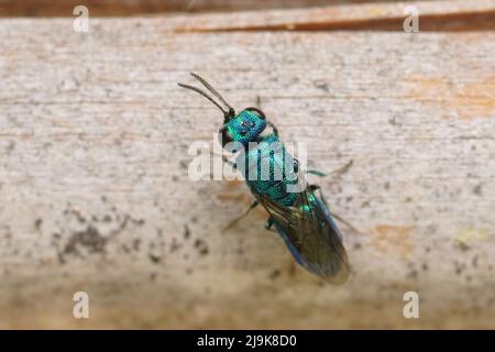 Nahaufnahme einer kleinen metallischen grünen Kuckuckwespe, der Trichrysis cyanea, die Parasiten auf der Jagd nach Trypoxylon-Wespen brüten und auf dem Bienenhotel sitzen Stockfoto