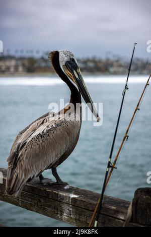 Brown Pelican, Pelecanus occidentalis, der auf dem Geländer eines Piers neben den Angelstangen eines Fischers steht. Stockfoto