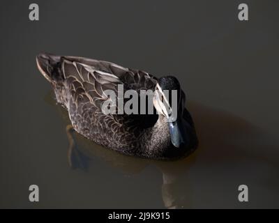 Blick auf die Oberseite einer pazifischen schwarzen Ente (anas superciliosa), fokussiert auf ihren Kopf, während sie im stillen Wasser eines dunklen Sees schwimmt Stockfoto