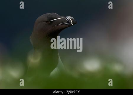 Razorbill (Alca torda) auf einer Klippe während der Brutsaison auf Great Saltee Island vor der irischen Küste. Stockfoto