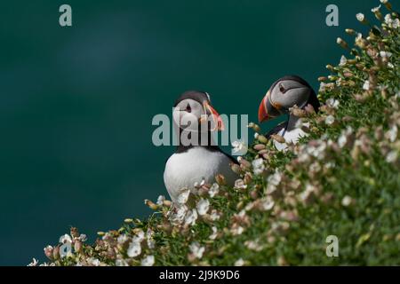 Zwei Atlantische Papageitaucher (Fraterkula arctica) unter Frühlingsblumen auf der Great Saltee Island vor der irischen Küste. Stockfoto