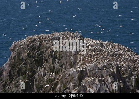 Gannet (Morus bassanus)-Kolonie auf der Great Saltee Island vor der irischen Küste. Stockfoto