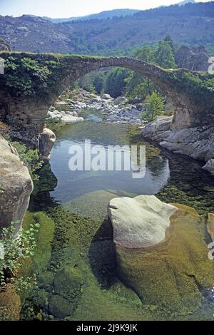 Alte genuesische Steinbrücke im Niolu-Tal, Calacuccia, Korsika, Frankreich, Mittelmeer, Europa Stockfoto