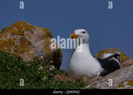 Große Schwarzrückenmöwe (Larus marinus) brütet auf der Great Saltee Island vor der irischen Küste. Stockfoto