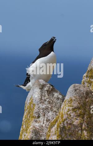 Razorbill (Alca torda) auf einer Klippe während der Brutsaison auf Great Saltee Island vor der irischen Küste. Stockfoto