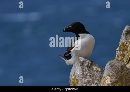 Razorbill (Alca torda) auf einer Klippe während der Brutsaison auf Great Saltee Island vor der irischen Küste. Stockfoto