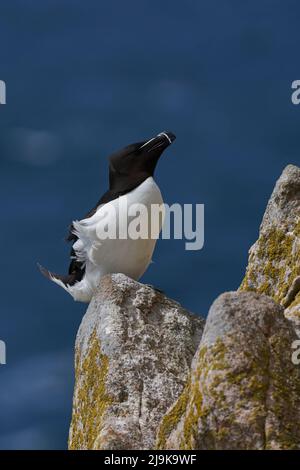 Razorbill (Alca torda) auf einer Klippe während der Brutsaison auf Great Saltee Island vor der irischen Küste. Stockfoto