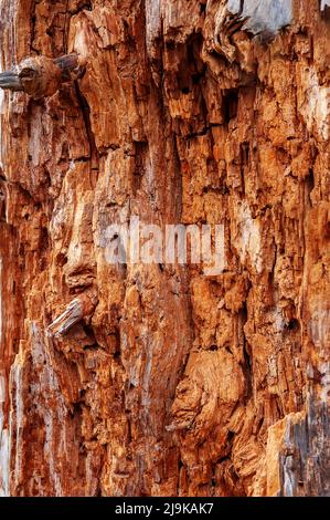 Holz mit befallen Rinde. Mahagoni Hintergrund ohne Rinde. Nahaufnahme Stockfoto