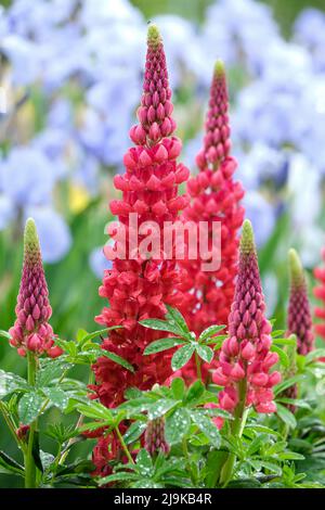 Lupinus 'Beefeater'. Lupine 'Beefeater. Ziegelrote Blüten mit einem kleinen, gelben Flecken in der Mitte des oberen Blütenblattes Stockfoto