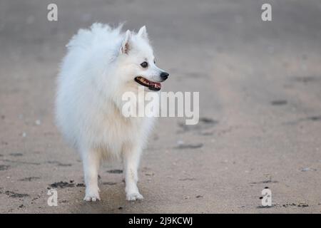 Ein weißer japanischer spitz-Hund, der an einem Sandstrand spielt Stockfoto