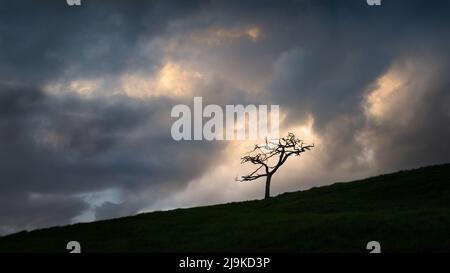 Einzelbaum auf dem Hügel bei Sonnenuntergang, stürmische Wolken driften über. Stockfoto