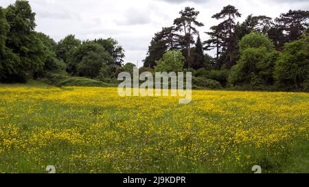 Saltisford im Frühjahr, einschließlich Butterblumen, Warwick, Warwickshire, Großbritannien Stockfoto