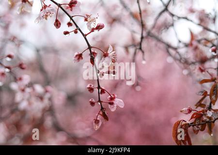 Baumzweig mit rosa Blütenblättern, die an einem bewölkten Tag von Regentropfen nass sind Stockfoto