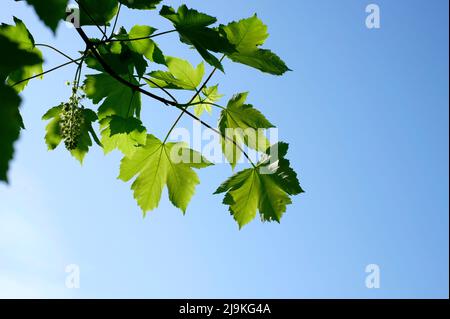 Leuchtend grüne Frühlingsblätter auf blauem Himmel Hintergrund Stockfoto