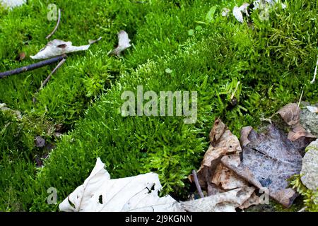 Weiches Moos Stockfoto