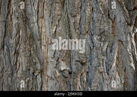 Grobes Holzrindenmuster für den Hintergrund Stockfoto