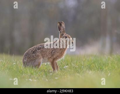 Ein wilder brauner Hase, der seitlich zur Kamera sitzt und Details seines orangefarbenen Auges, seiner großen Ohren und seines melierten braunen Fells zeigt - Suffolk, Großbritannien Stockfoto