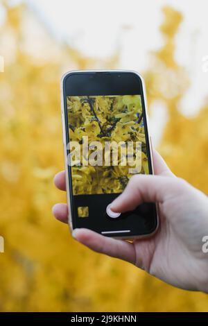 Fotografieren von gelb blühenden Forsythia im Garten im Frühjahr Stockfoto