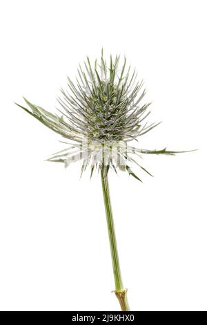 Sea Holly, (Eryngium maritimum), fotografiert vor einem schlichten weißen Hintergrund Stockfoto