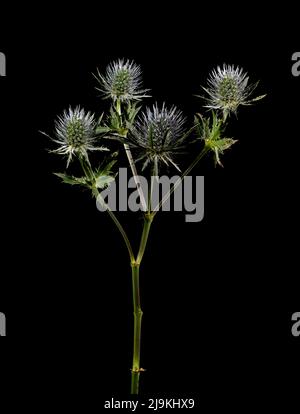Sea Holly, (Eryngium maritimum), fotografiert vor einem schlichten schwarzen Hintergrund Stockfoto