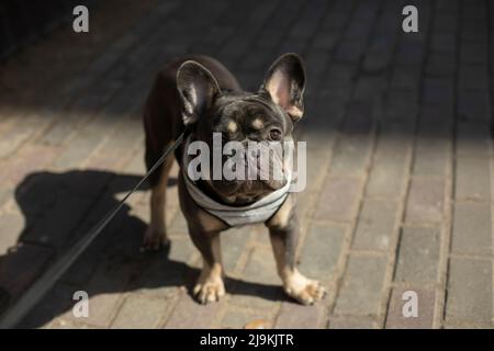 Hund an der Leine. Haustiere auf der Straße. Tier auf dem Weg. Kleine Hunderasse. Stockfoto