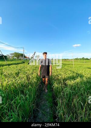 Junger Kaukasischer, der während des Sonnenuntergangs durch ein hohes grünes Reisfeld in Bali Indonesien spazierengeht Stockfoto