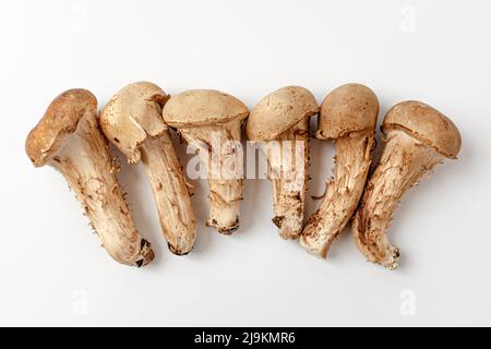 matsutake-Pilz auf weißem Hintergrund Stockfoto