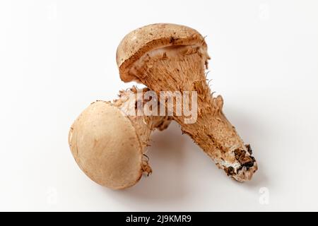 matsutake-Pilz auf weißem Hintergrund Stockfoto