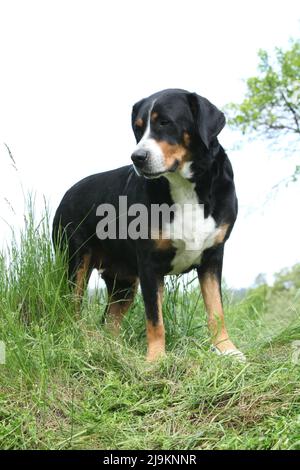 Großer Schweizer Berghund, der im Garten steht Stockfoto