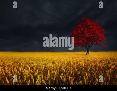 Erstaunliche Landschaft von einsamen Baum im Herbst auf Weizenfeld gegen stürmische Wolken Stockfoto