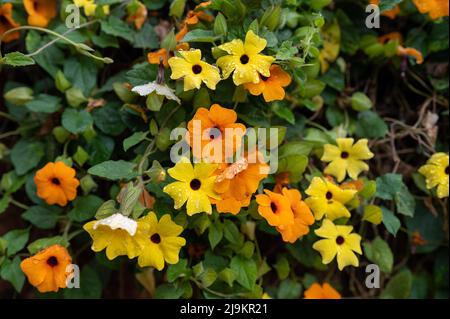 Bunte Blumen aus nächster Nähe Stockfoto