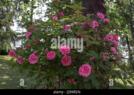 MADRID, SPANIEN - Mai 12,2022: Zephirine drouhin altmodische Kletterrose mit tiefrosa Blüten im Rosengarten Ramon Ortiz,Rosaleda del Parq Stockfoto