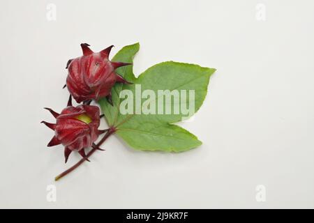 Roselle-Blatt und frisch geerntete dunkelrote Kelchblätter auf weißem Hintergrund Stockfoto