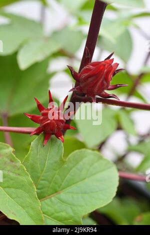 Roselle-Früchte werden frisch geerntet und ihre Calyces werden zu einem Getränk, das reich an Vitamin C und Anthocyanen ist, hergestellt Stockfoto